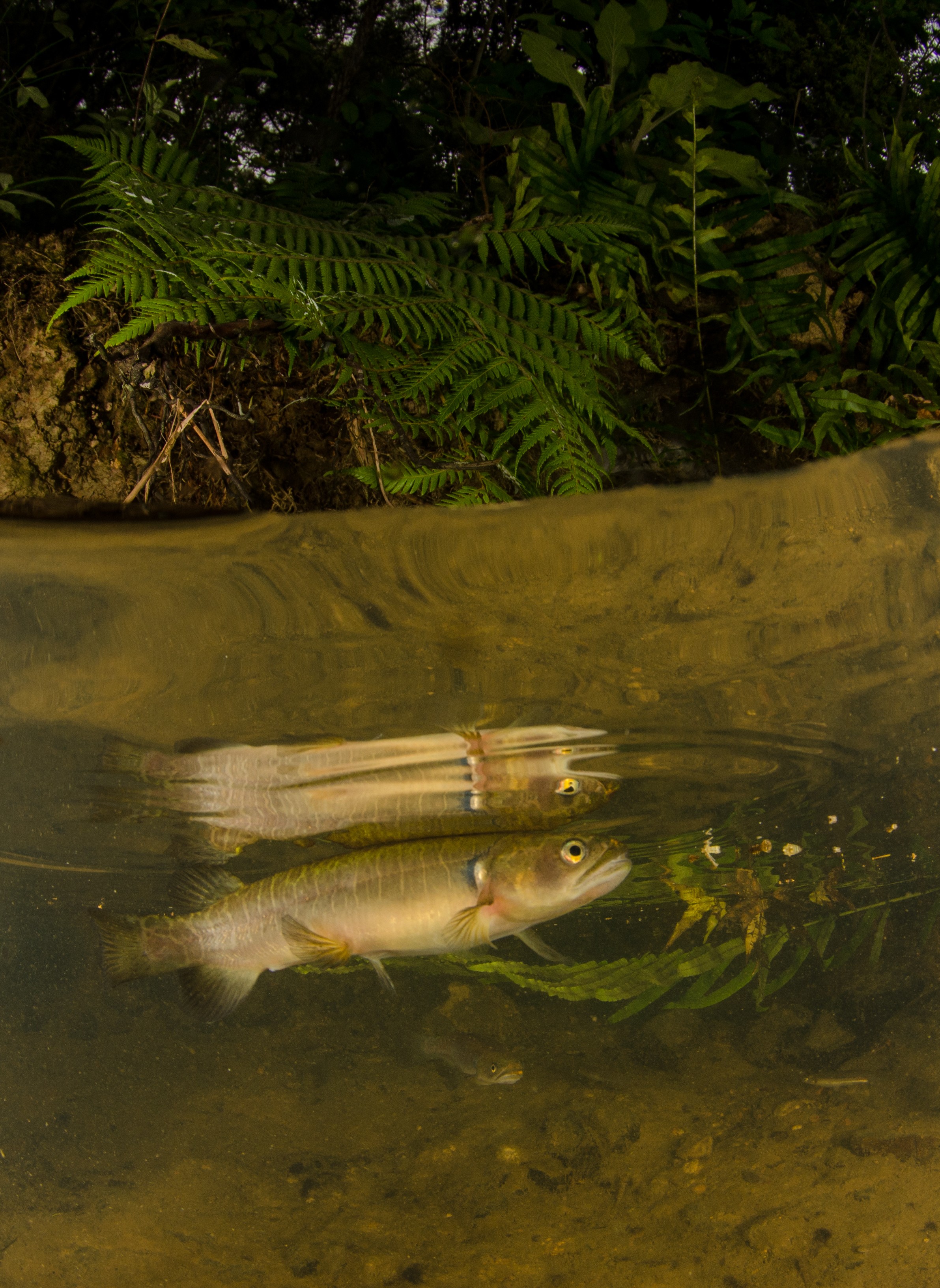 DSC_5363 – Banded, kokopu, Galaxias, fasciatus, home, kaiatea, stream, Crispin, new, zealand, new zealand, freshwater, streams, stream, rivers, galaxid